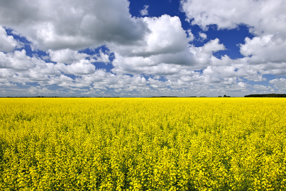 Canola Oil